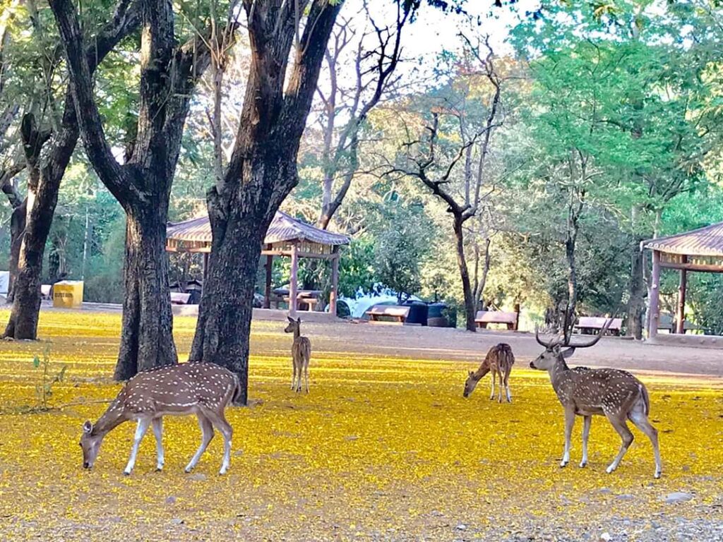 Sanjay Gandhi National Park 
