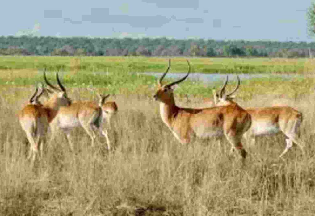 Viltnemnda: Norway's Local Wildlife Management System