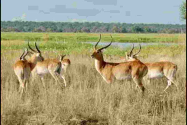 Viltnemnda: Norway's Local Wildlife Management System