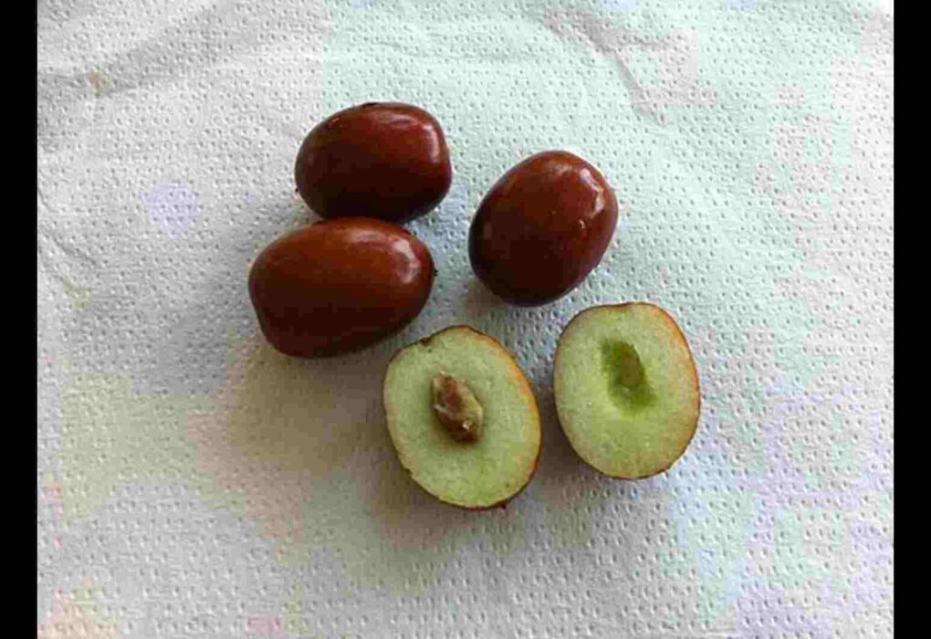 Žižole: Meaning, Fruit, Taste and Cultural Heritage