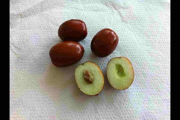 Žižole: Meaning, Fruit, Taste and Cultural Heritage