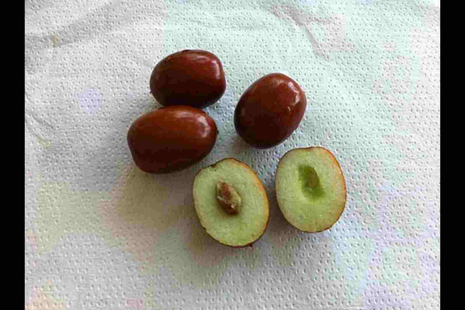 Žižole: Meaning, Fruit, Taste and Cultural Heritage